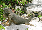 iguana.JPG