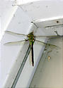 dragonfly.JPG