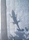 lizardshadow.JPG