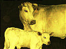 yellowcows.JPG