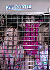 kidkennel.JPG